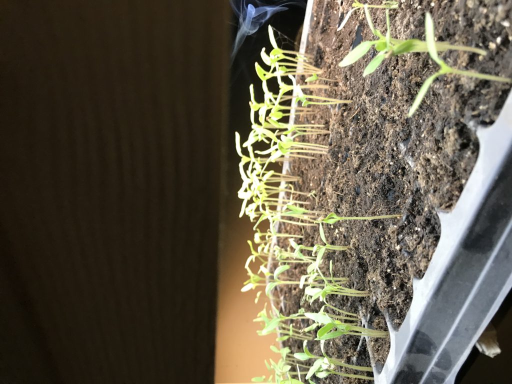 Tomato seedlings 